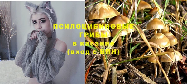 сатива Новодвинск